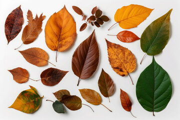 Obraz premium generated illustration of various green and dry leaves against white background