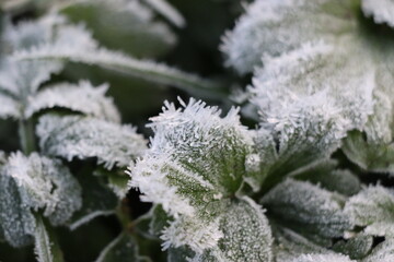 Delicate ice crystals cling to the edges of green leaves, showcasing nature's intricate designs in a chilly setting.
