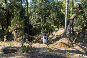 Woman in striped dress sitting in a dark forest and gazes from hilltop vantage point. Sunlight is coming through huge trees and woodland scene features diverse trees, dry grass and sloping terrain.