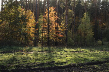 Fototapeta premium Trees with yellow foliage among green trees in an autumn forest.
