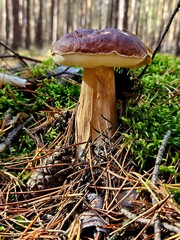 Grzyb w lesie.  © WalDec