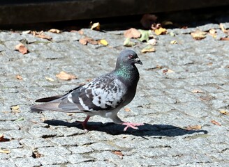 wild,grey birds pigeons close up