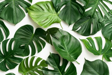 Obraz premium Repeating pattern of monstera and philodendron leaves in bold green shades on a soft white background, adding a tropical touch