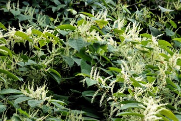 knotweed-Polygonum Cuspidatum-invasive plants in the garden