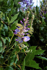 lila flowers of wisteria climbing plant in the garden close up