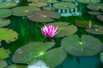 Green pond with water lilies and tropical plant leaves. Natural water landscape.