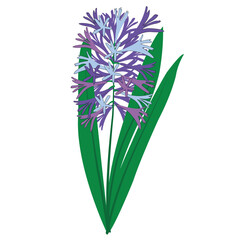 Hyacinth Hand draw single flower