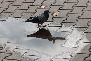 wild,grey birds pigeons close up