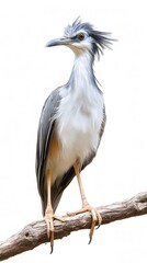 Black-legged Seriema Bird on White Background, Realistic Photo, Standard Background, Wallpaper, Cover and Screen of Smartphone, PC, Laptop, 16:9 and 9:16 Format