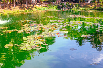 Green pond with water lilies and tropical plant leaves. Natural water landscape.