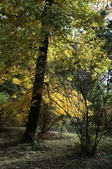 Obraz premium seasonal colorful leaves in park and garden