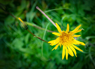 yellow flower on a green background