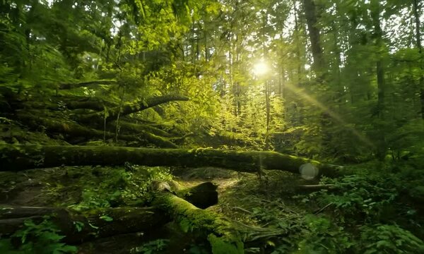 Dolly shot with dappled morning light: The camera starts by focusing on a tranquil forest with sunlight filtering through the canopy. The camera moves forward, revealing the dappled light on the fores