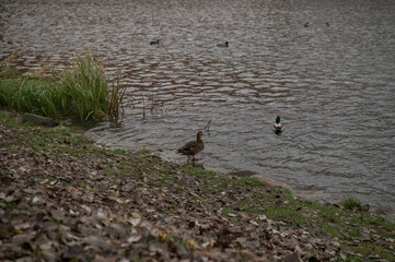 A duck stands on the shore near a pond