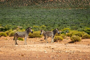 zebra in the wild © Sean