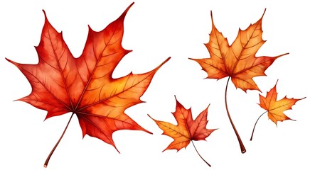 Fototapeta premium maple leaves isolated on white