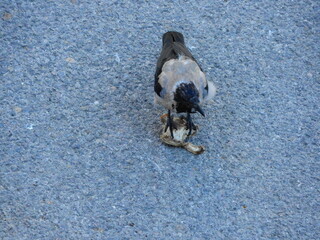 black wild crow bird photo
