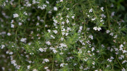 The thyme plant blooms in August.