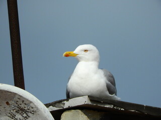 wild white seagull bird photo