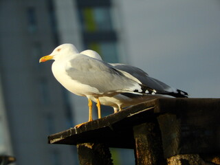wild white seagull bird photo