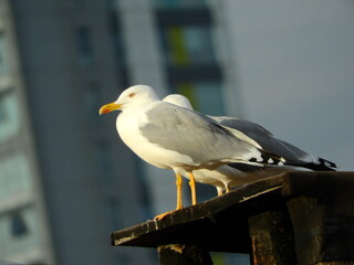 wild white seagull bird photo