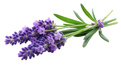 Lavender bouquet, vibrant purple flowers, isolated on a transparent or white background.