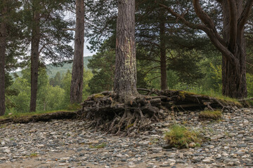 Baum mit freigelegten Wurzeln am Reisaelva im Reisadalen Nationalpark