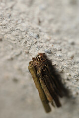grass bagworm moth psyche casta