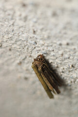 grass bagworm moth psyche casta