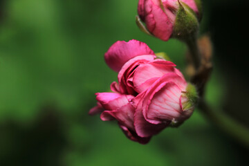 pink pelargonium zonale flower macro