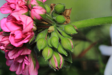 pink pelargonium zonale flower macro
