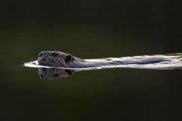Beaver swimming at dawn in calm water