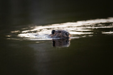 Beaver swimming with sunrise reflecting on water