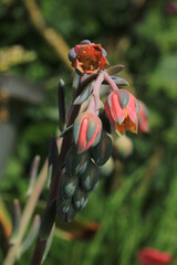 succulent blossoms this flower macro photo