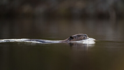 Beaver swimming at dawn in calm water