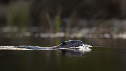 Beaver swimming at dawn in calm water