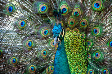 Obraz premium Peacock with beautiful colorful tail spreaded