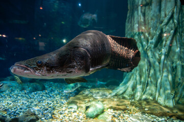 Arapaima gigas, also known simply as Arapaima or pirarucu