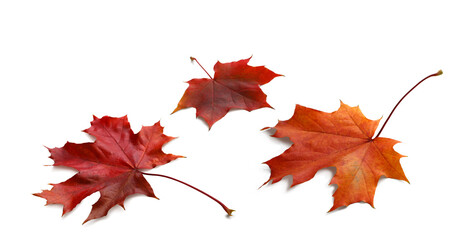 Autumn orange leaves falling down Isolated on white background