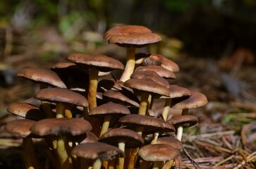 a group of tree mushrooms growing on a stump
