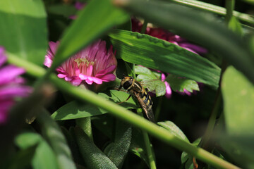 natural eupeodes flower fly photo