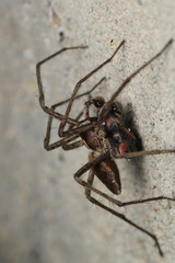 agelena labyrinthica spider macro photo