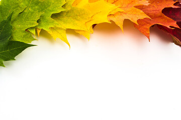 Colorful autumn leaves ranging from green to red on a white background