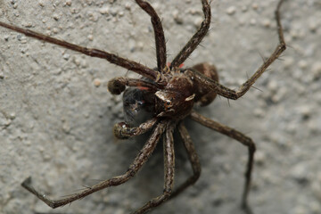 agelena labyrinthica spider macro photo