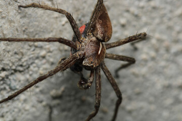 agelena labyrinthica spider macro photo