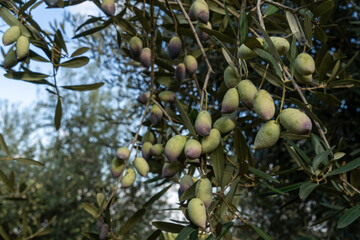 A lot of olives on the tree in the picking season