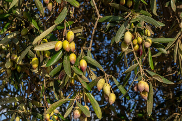 A lot of olives on the tree in the picking season