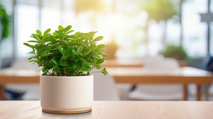 Potted plant sits on a desk in a modern, sunlit office space, bringing a touch of nature indoors and adding a refreshing