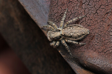 little jumping spider macro photo
