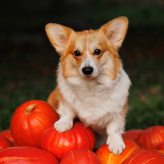 Welsh corgi pembroke with pumpkins